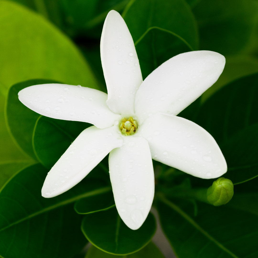 HEI POA visuel ambiance fleur de tiare