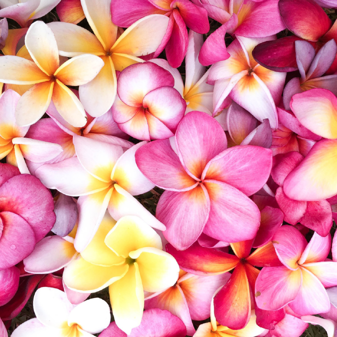 HEI POA visuel ambiance fleur de frangipanier